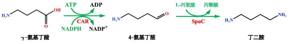 转氨酶突变体、重组细胞及其生产1,4-丁二胺的应用的制作方法