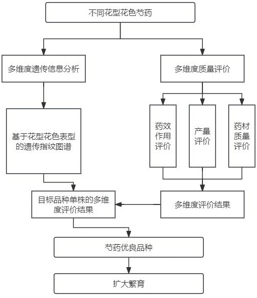 基于花型花色遗传信息的芍药优良品种筛选方法与流程