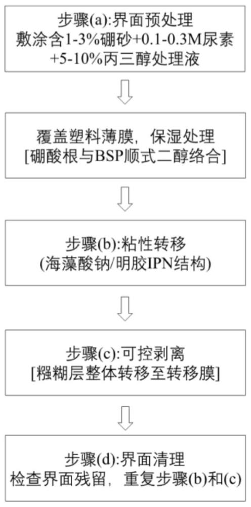 一种基于硼砂-白芨多糖络合与粘性转移的白芨汁糨糊书画揭裱方法