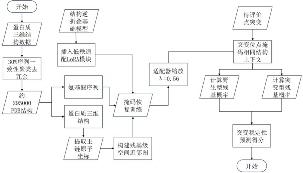 一种基于低秩适配结构逆折叠模型的蛋白质突变稳定性预测方法