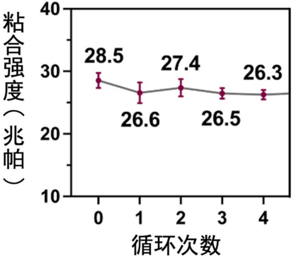 一种聚脲-聚亚胺粘合剂及其制备方法和应用