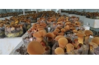 一种复合木质纤维营养调控型中华腐生牛肝菌